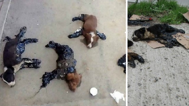 Grausige Entdeckung in Rumänien: Vier Welpen mit Teer an der Straße festgeklebt