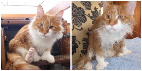 Das Maine Coon Kätzchen Skatty ersetzt die Ohren seines tauben Besitzers auf See