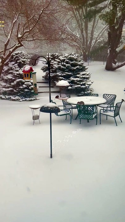 Squirrel Trying to Jump on Bird Feeder Fails