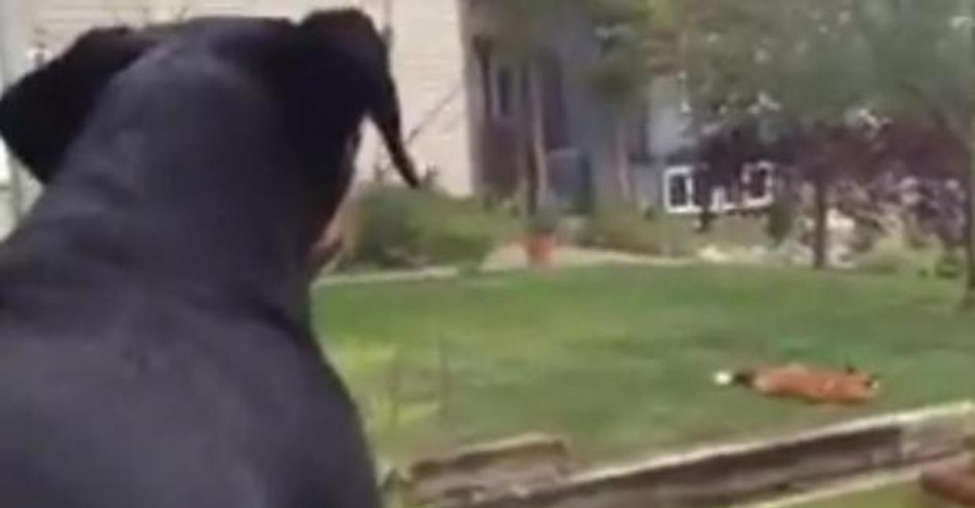 Als er sieht was draußen vor sich geht, bellt der Hund wie verrückt aus dem Fenster.