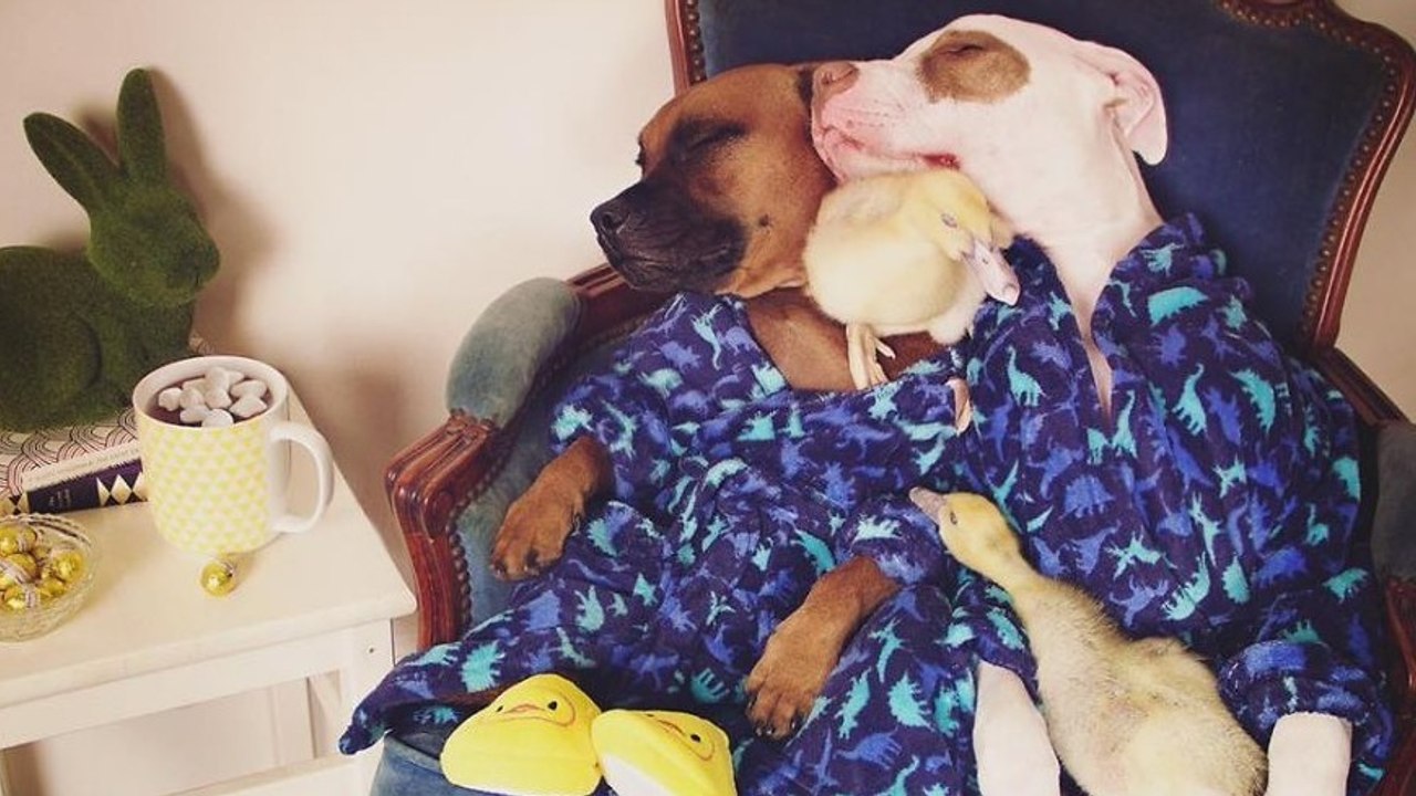 Zwei adoptierte hunde werden ihrerseits pflegeeltern von zwei entenküken