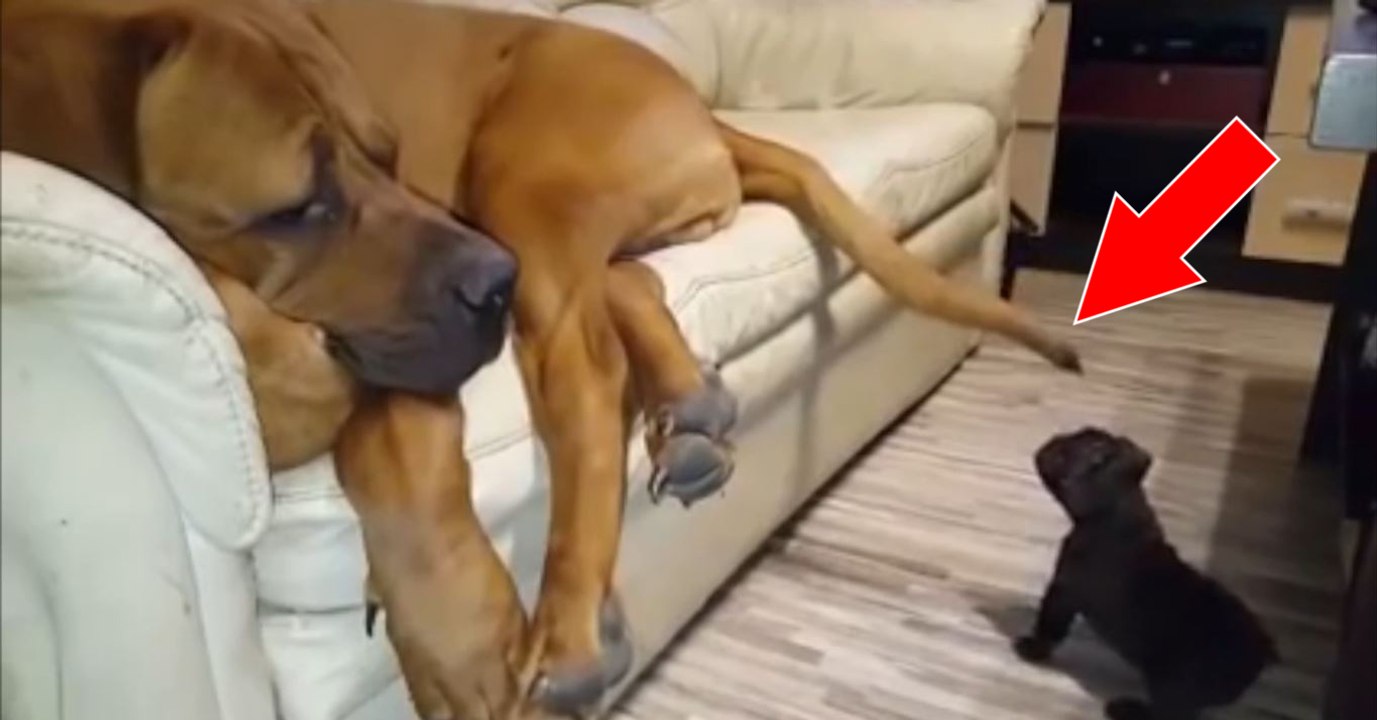 Diese deutsche Dogge möchte ein Nickerchen halten, doch die kleine Bulldogge hat etwas dagegen