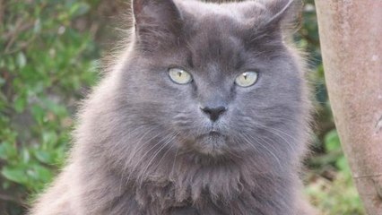 Der seit neun Jahren verschwundene Kater Moubli hat wieder nach Hause gefunden