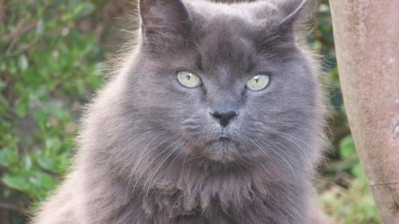 Der seit neun Jahren verschwundene Kater Moubli hat wieder nach Hause gefunden