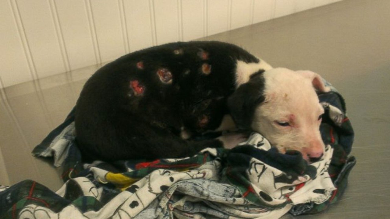 Hundekarriere: vom brandopfer zum feuerwehrhund