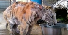 Dieses Tigerbaby wird in jämmerlichem Zustand aus einem Wanderzirkus gerettet! Was folgt, lässt euch das Herz aufgehen!