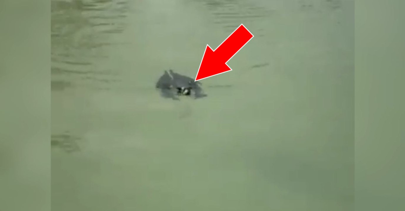 Eine Fledermaus im Wasser... Wer hätte gedacht, dass Fledermäuse so gut schwimmen können?