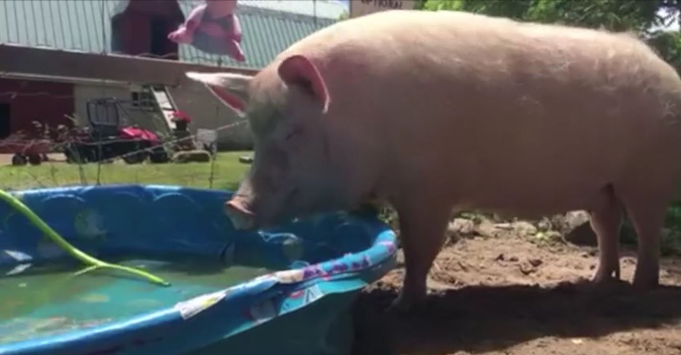 Sie fühlt sich sauwohl in ihrem Planschbecken! Auch Schweine planschen gern, wenn die Sonne brennt...