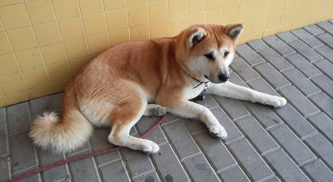 Pfleger sehen Hündin vor Krankenhaus liegen - dann erfahren sie ihre Geschichte