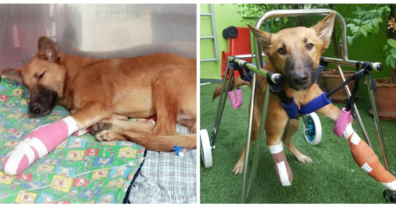 Tierquälerei in Thailand: Ein wütender Nachbar hackt einem Hund mit einem Säbel beide Vorderläufe ab