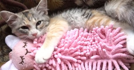 Dieses Kätzchen braucht sein Kuscheltier zum Einschlafen 💤