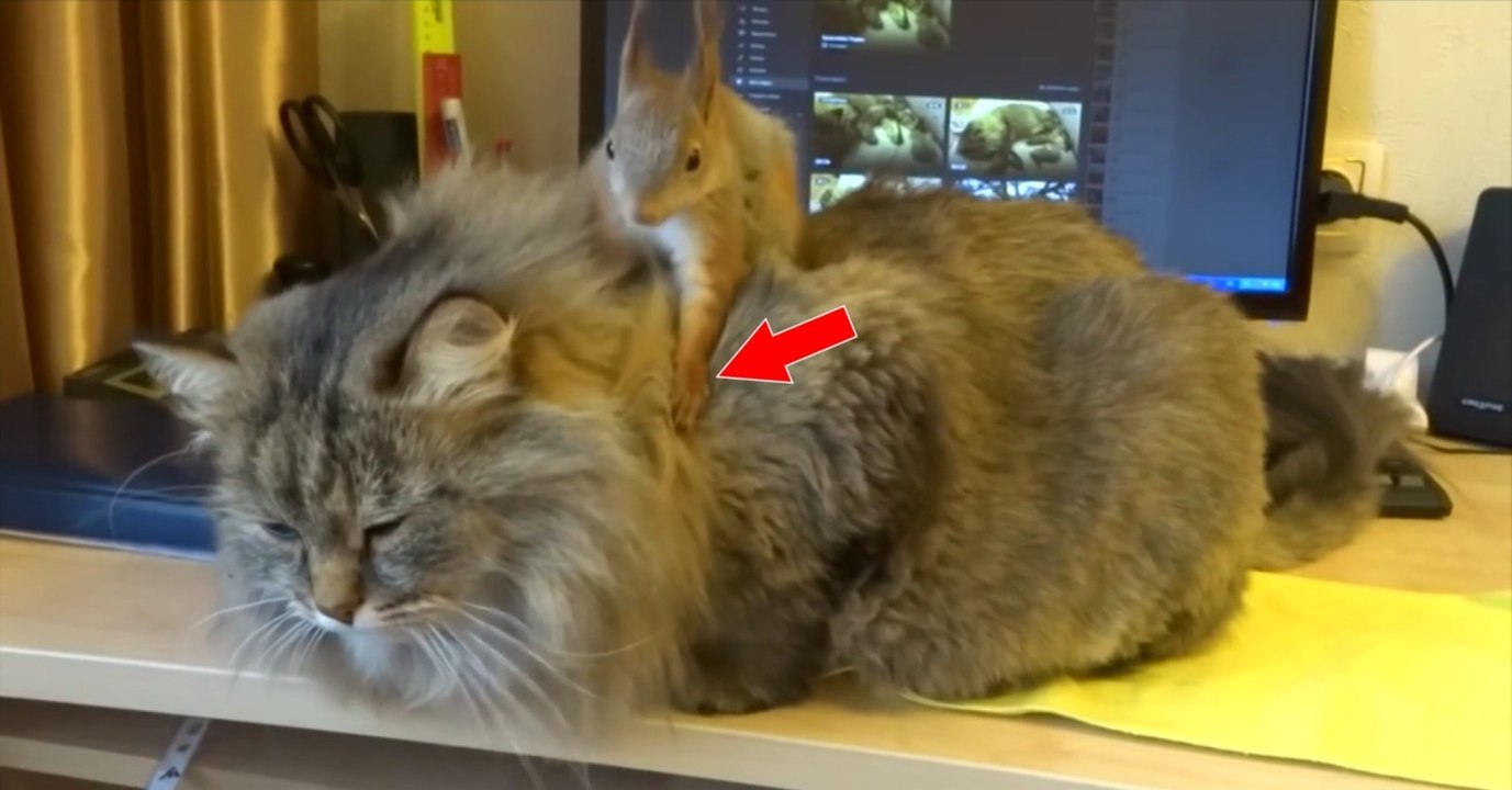 Auf dem Rücken der Katze spielt ein Eichhörnchen Frisör!