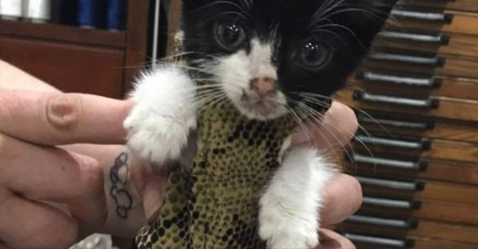 Dieses Kätzchen will leben... und überlebt mit Hilfe eines eigens zum Schutz seines missgebildeten Brustkorbs geschneiderten Anzug