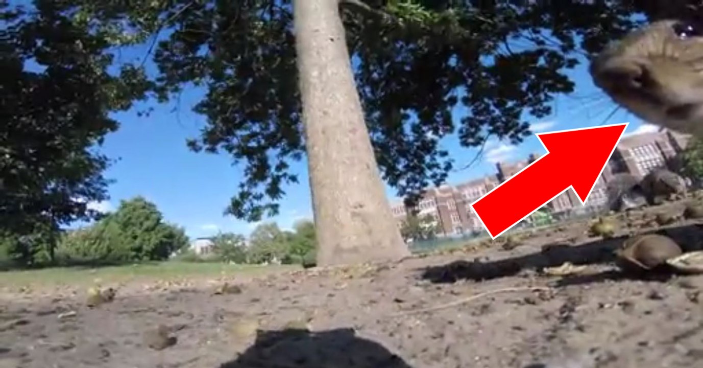 Wenn ein eichhörnchen eine gopro schnappt, dann geht es rund durch die bäume!