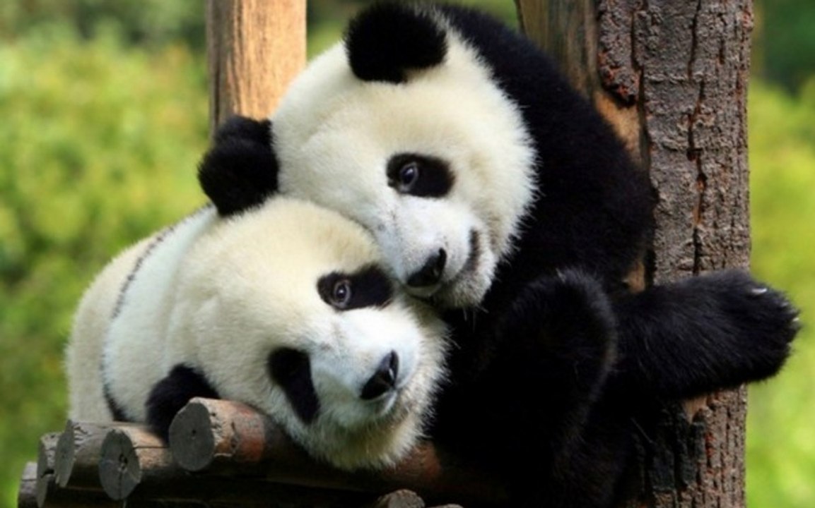 Gute Nachrichten: Der Riesenpanda ist nicht mehr vom Aussterben bedroht