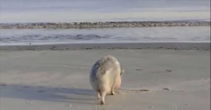 Auch Schweine brauchen im Sommer eine Abkühlung am Strand