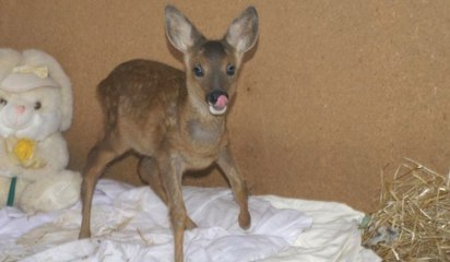 Dieses gerettete Reh hält sich jetzt für einen Hund