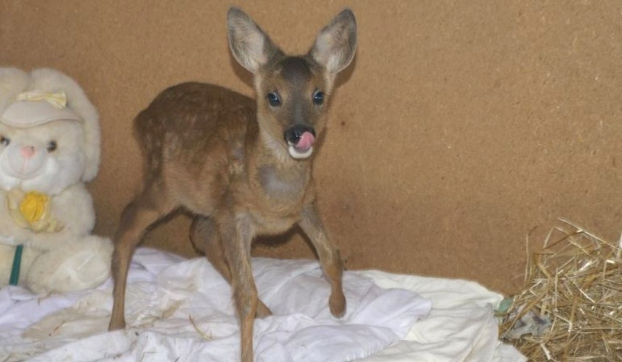 Dieses gerettete Reh hält sich jetzt für einen Hund