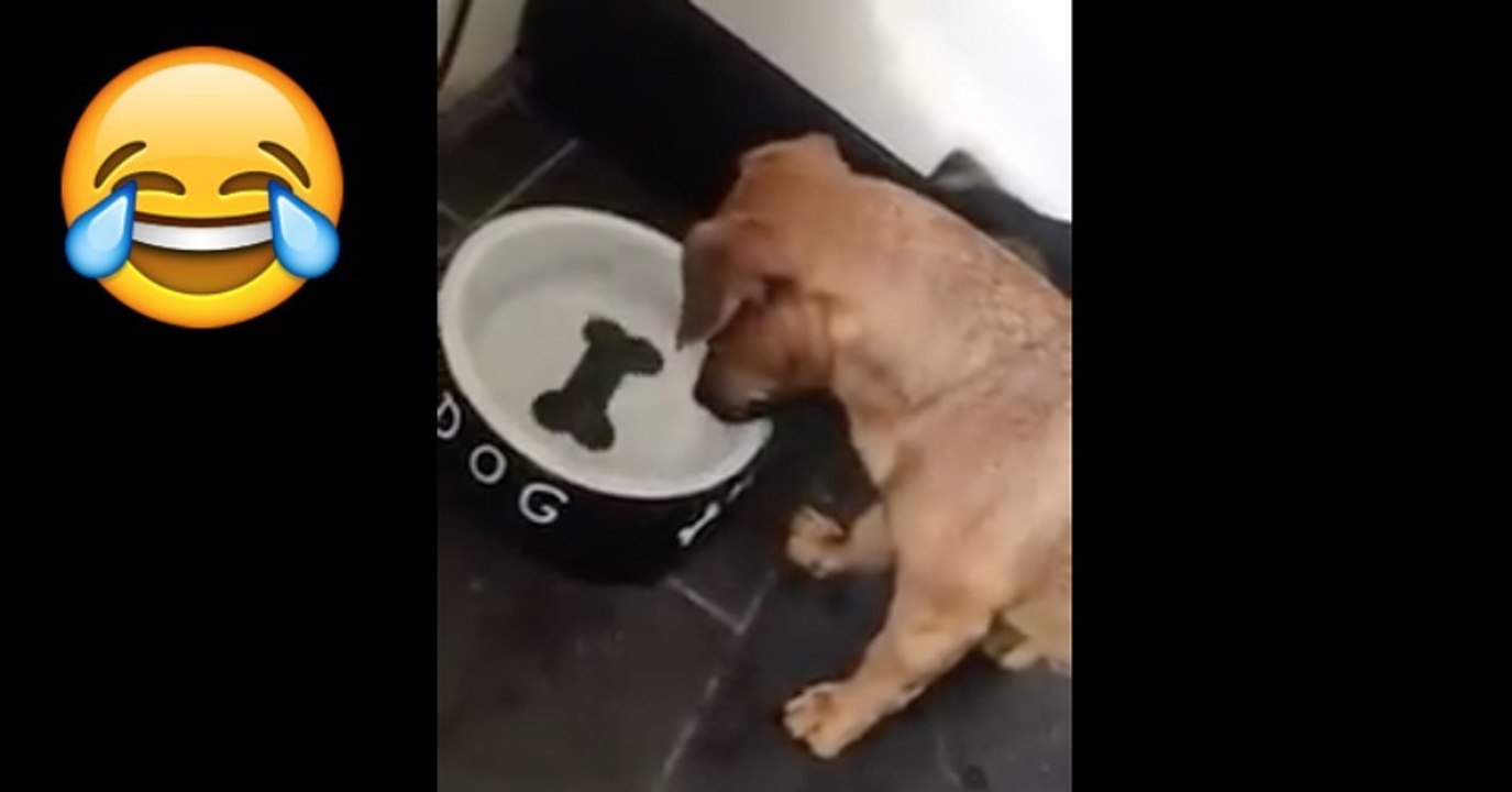 Dieser Welpe versucht den Knochen aus dem Wassernapf zu fangen!