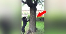 Dieser Hund hat ein Eichhörnchen im Baum entdeckt