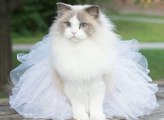 Aurora, die zarteste Ragdoll-Katze der Welt