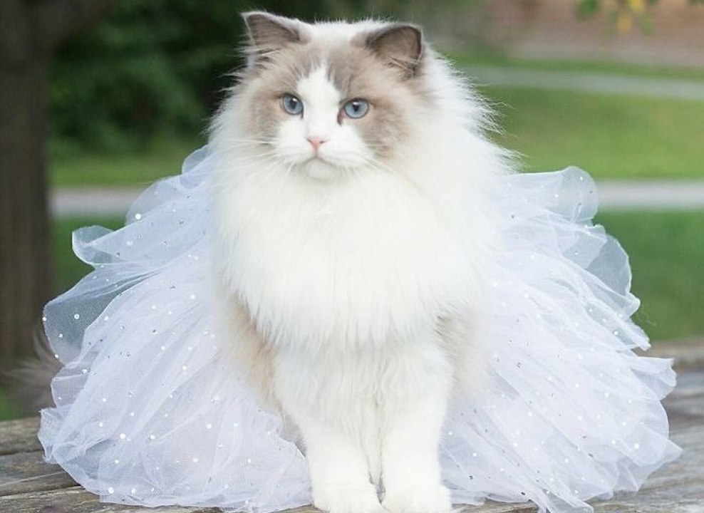 Aurora, die zarteste Ragdoll-Katze der Welt