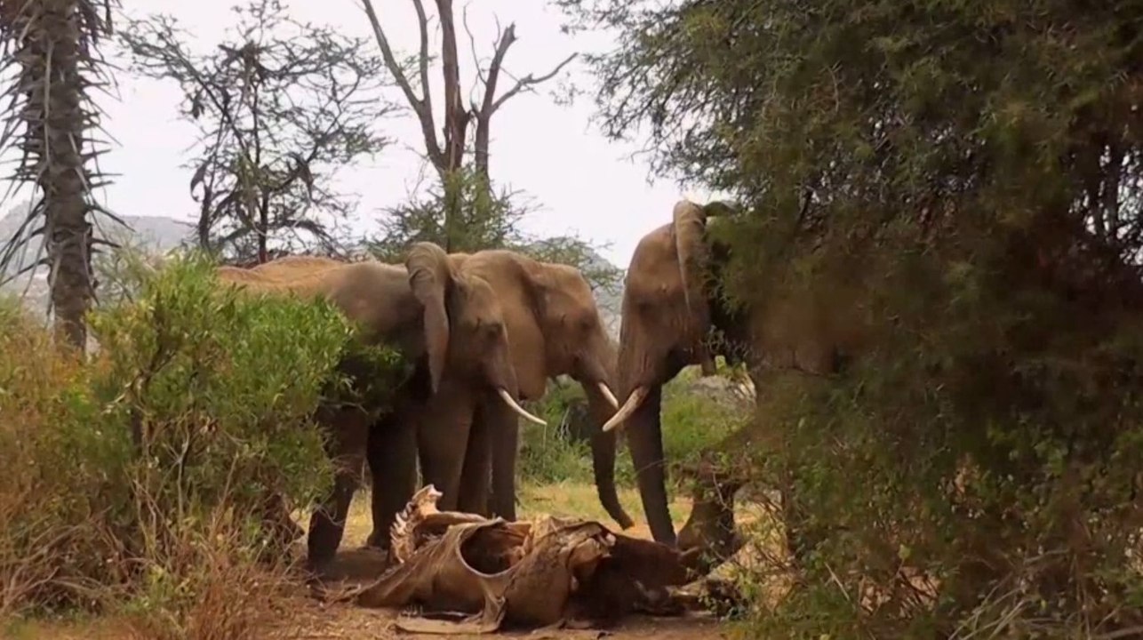 Ein einzigartiges Video: Diese Elefanten beweinen ihre Toten!