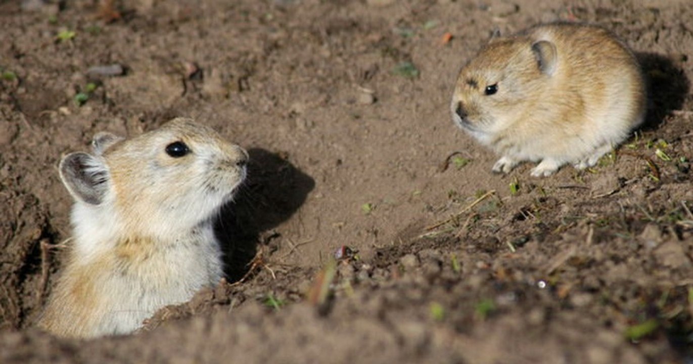 Der auch Pika genannte Amerikanische Pfeifhase ist vom Aussterben bedroht