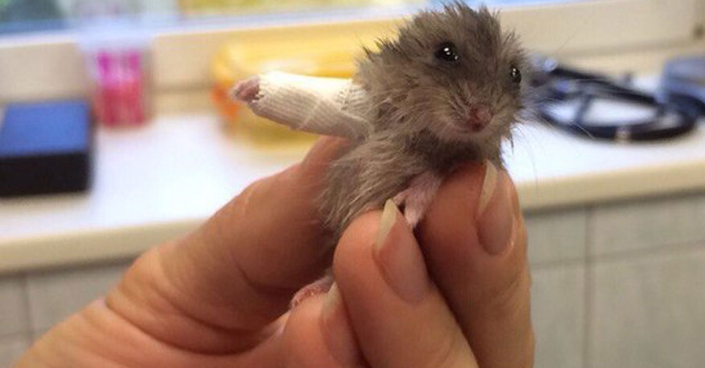 Hamster im Gipsbein erobert Netzgemeinde