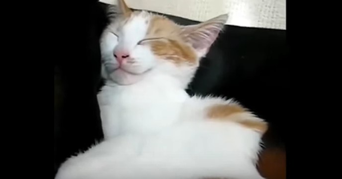 Die Katze schläft auf ihrem Freund, dem Hund