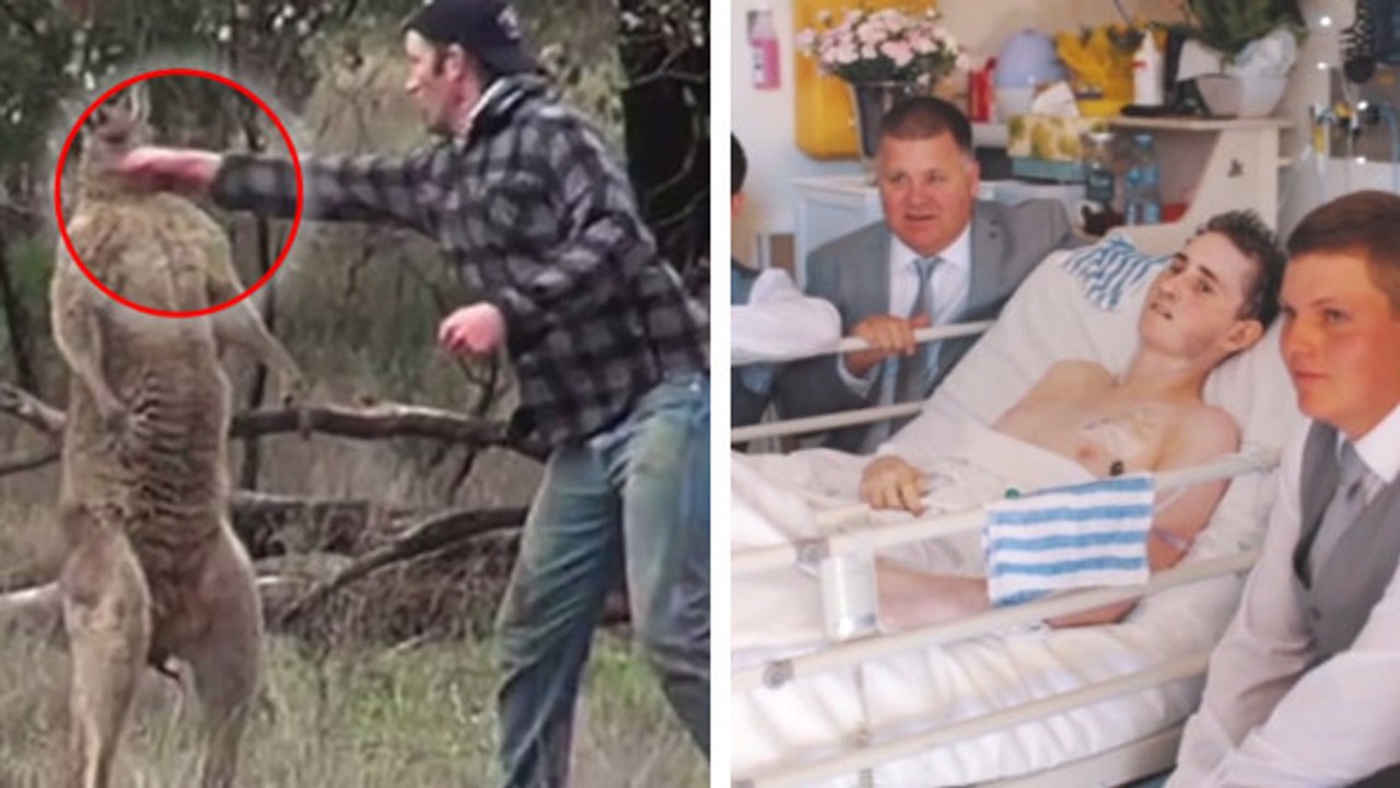 Hinter dem Video eines Mannes, der ein Känguru boxt, steckt eine tragische Geschichte!