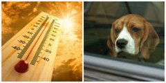 Hitze-Selbstversuch im Auto: Sie filmt sich bei sommerlicher Hitze im Auto, um nachzuempfinden wie sich Hunde in überhitzten Fahrzeugen fühlen