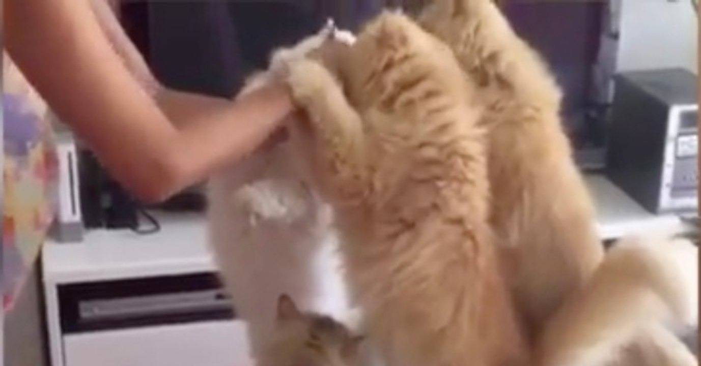 Sie füttert ihre Katzen, doch mit dieser Reaktion hat sie nicht gerechnet!