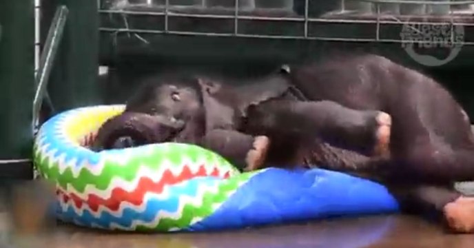 Der kleine Elefant trifft zum ersten Mal auf ein Planschbecken