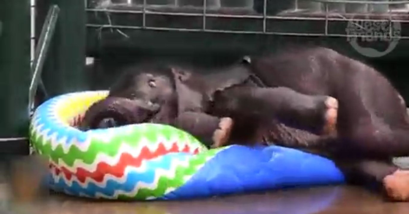 Der kleine Elefant trifft zum ersten Mal auf ein Planschbecken