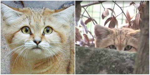 Es ist einem Forscherteam zum ersten Mal seit 10 Jahren wieder gelungen, seltene Sandkatzen zu beobachten