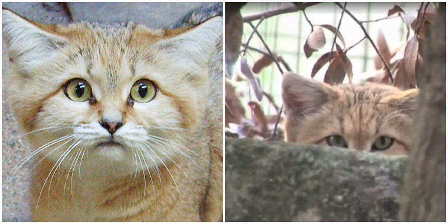 Es ist einem Forscherteam zum ersten Mal seit 10 Jahren wieder gelungen, seltene Sandkatzen zu beobachten