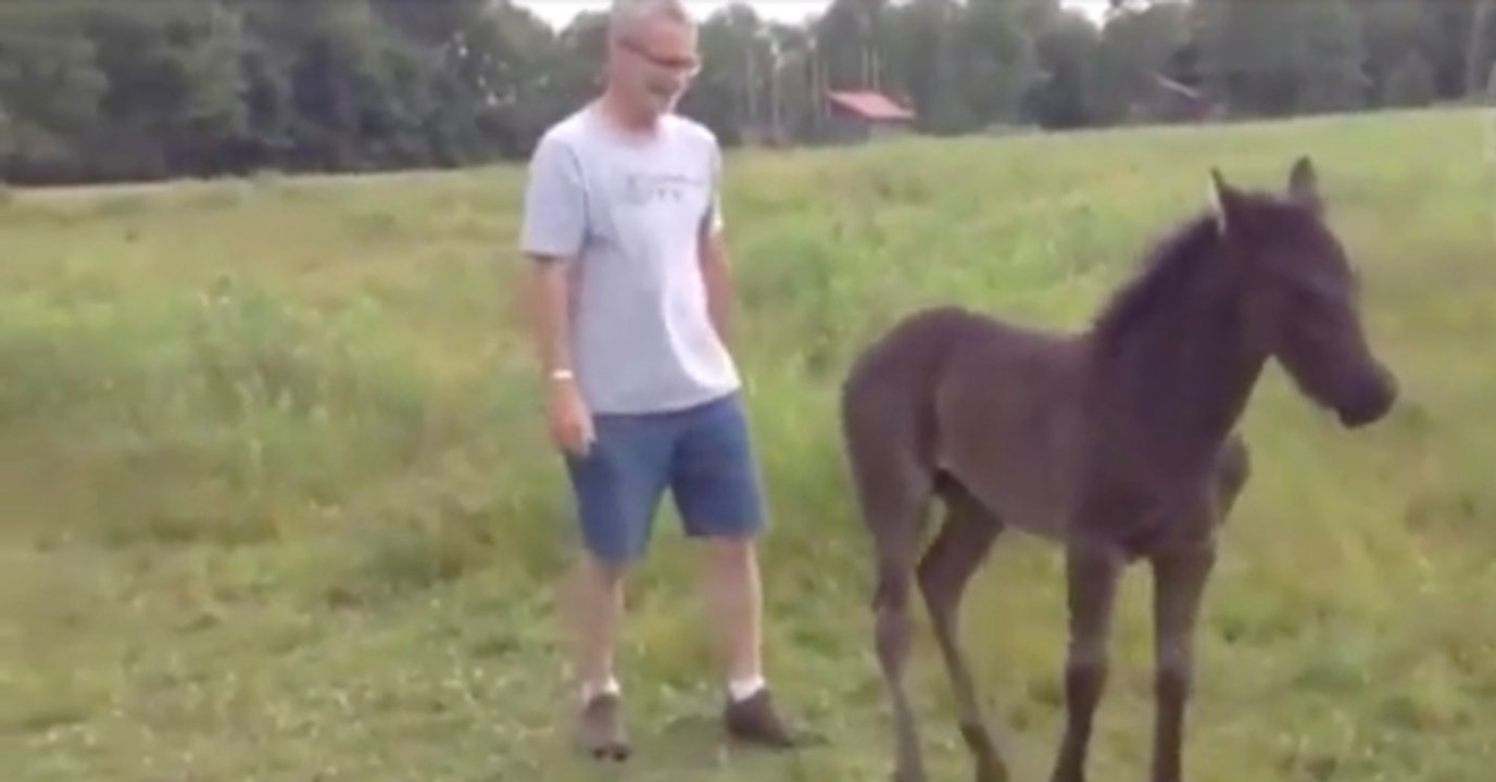 Darum will dieses Fohlen keinen Zentimeter von seinem Besitzer weichen