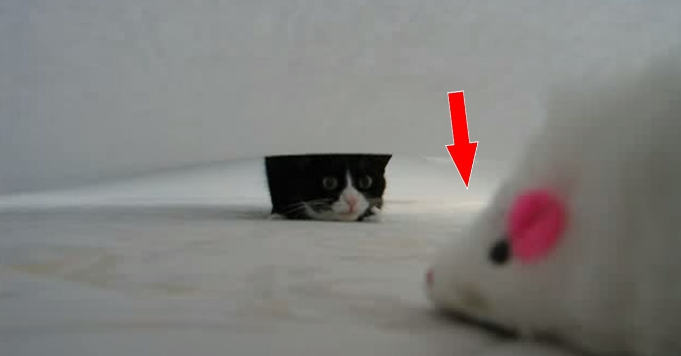 Ein Kätzchen, ein Bett und eine Maus! Was für eine Mischung!