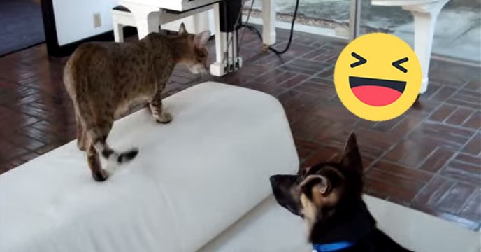Die beiden verstehen sich wie Hund und Katz', hier der Beweis!