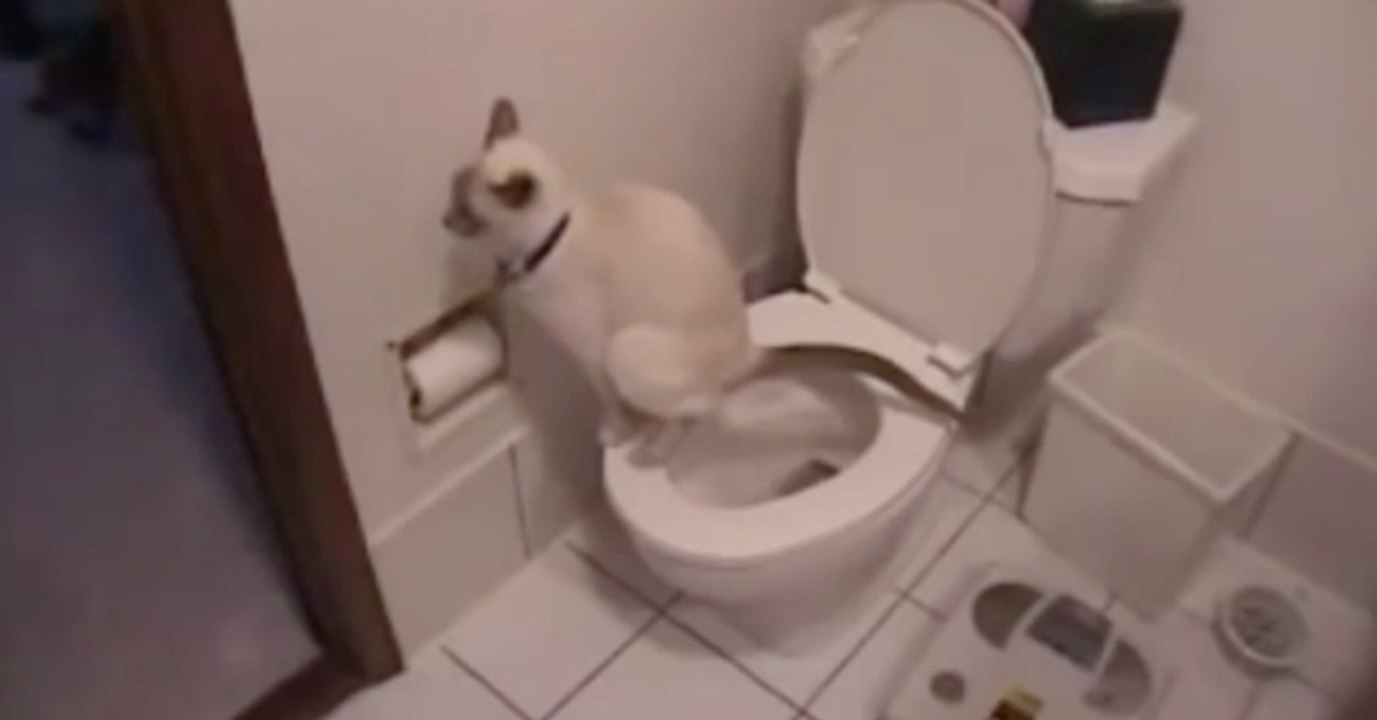 Besitzer können ihren Augen nicht trauen, als sich die Katze der Toilette nähert!