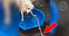 Labrador spielt mit Wasser in Planschbecken!