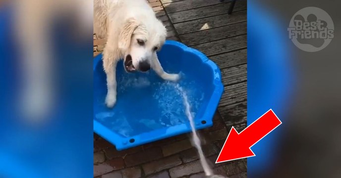 Labrador spielt mit Wasser in Planschbecken!