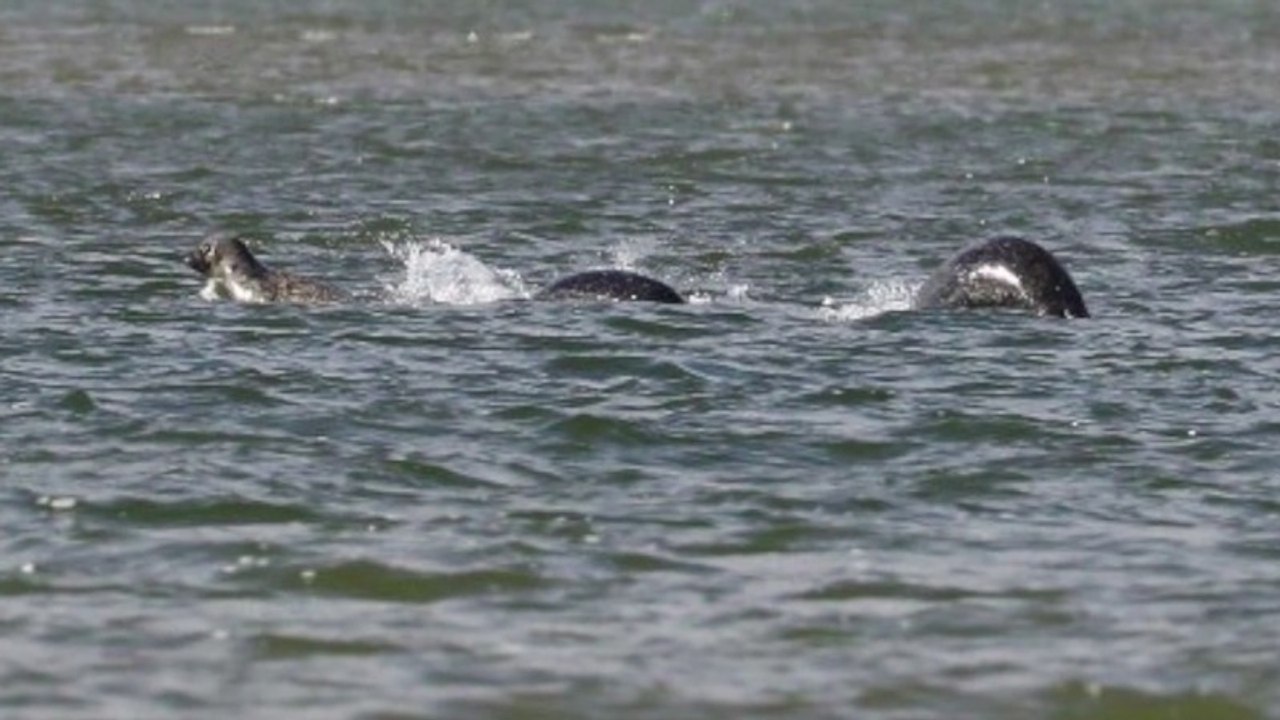 Ein neues Foto legt wirklich nahe, dass das Monster von Loch Ness lebt!