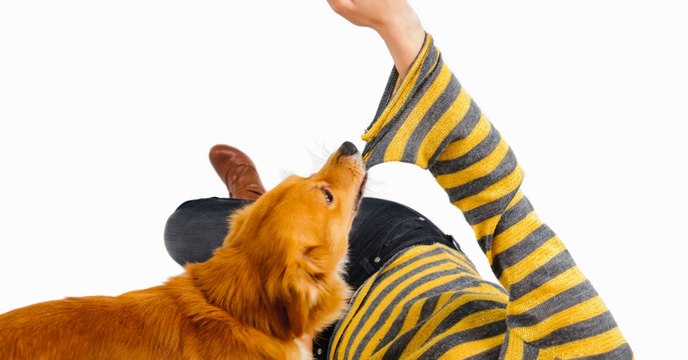 Patch beißt seine Besitzerin in den Arm und diese dankt es ihm den Rest seines Lebens