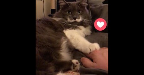 Download Video: Dieser Kater hat ein ganz bestimmtes Ritual mit seinem Herrchen. Achtet auf seine Pfote: Das ist einfach zu süß!