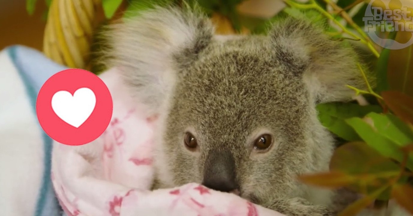 Der verwaiste kleine Koala Shayne kuschelt sich an eine Plüschmama