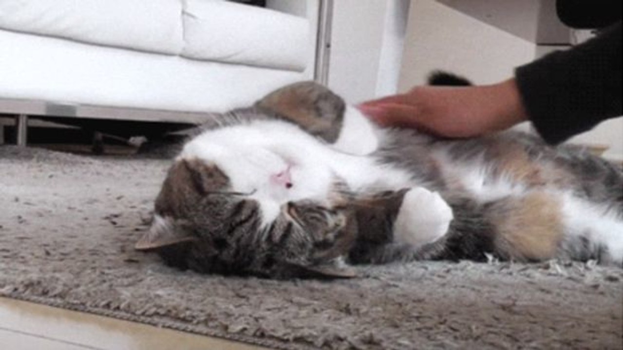 Kennst Du die Schmusezonen Deiner Katze? So streichelst Du sie richtig!