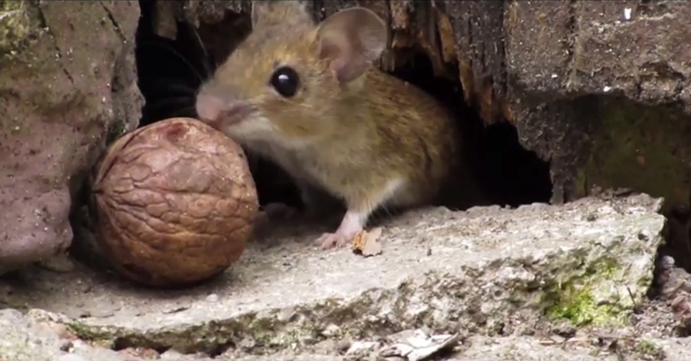 Diese süße Maus will die Nuss in ihre Höhle bringen, doch gelingt es ihr?