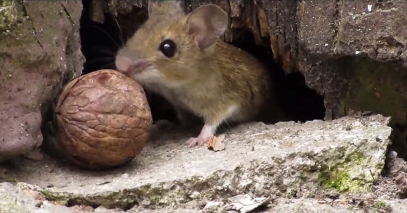 Diese süße maus will die nuss in ihre höhle bringen, doch gelingt es ihr?